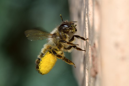 mauerbiene mit pollen