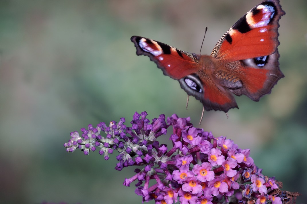 big butterfly taken with highspeed-rig