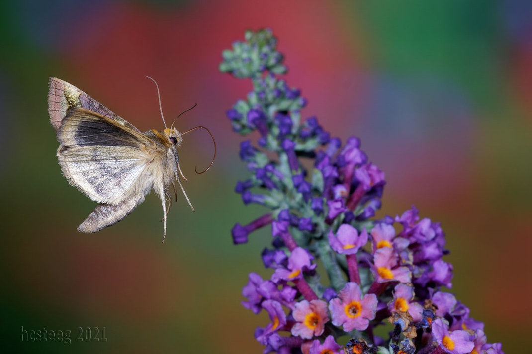 Silver Y Moth, Gamma-Eule