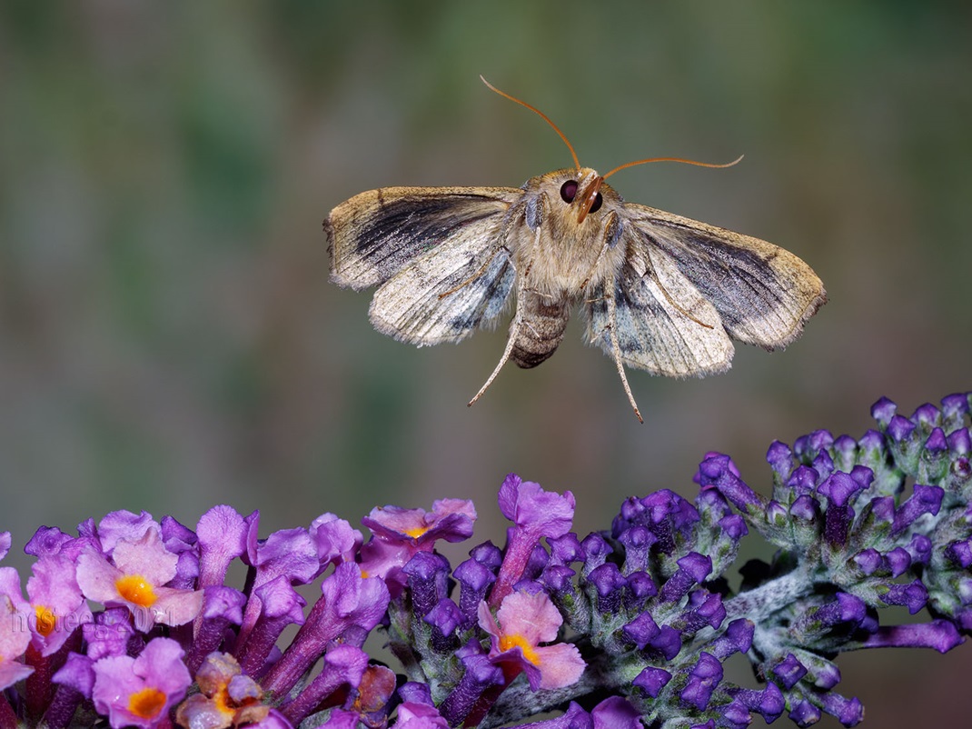 Silver Y Moth, Gammaeule