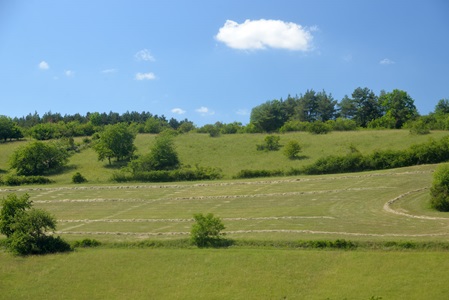 Wiese der Schmetterlingshafte