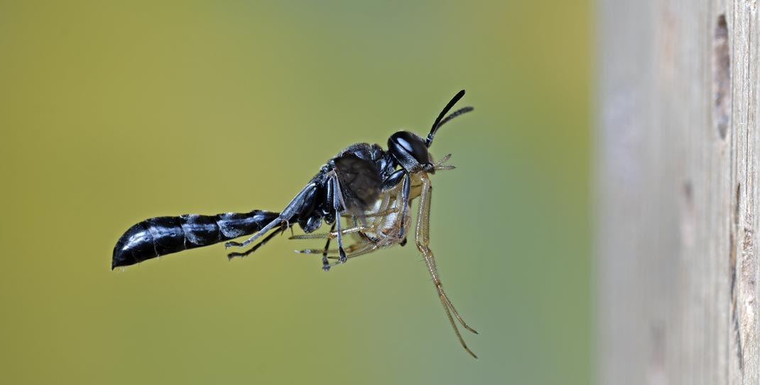 Trypoxylon figulus
