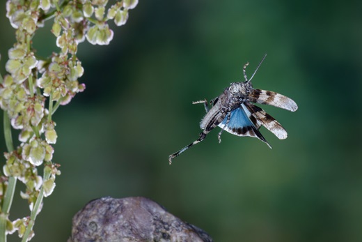 Blauflügelige Ödlandschrecke