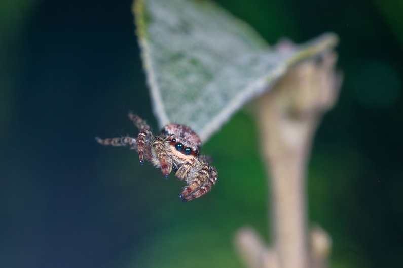 Marpissa muscosa
