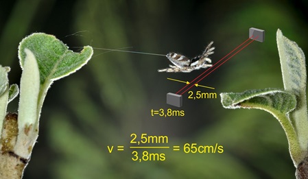 measurement of the speed of a jumping spider